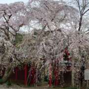 あおい 出勤 素人人妻オフィス東金店