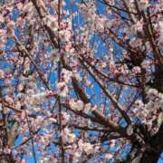 ヒメ日記 2025/03/07 15:46 投稿 蒼井アンナ 彩タマンサ（埼玉ハレ系）