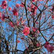 ヒメ日記 2025/03/10 19:21 投稿 蒼井アンナ 彩タマンサ（埼玉ハレ系）