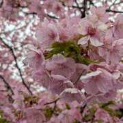 ヒメ日記 2025/03/12 19:10 投稿 蒼井アンナ 彩タマンサ（埼玉ハレ系）