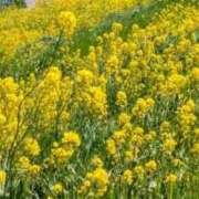 ヒメ日記 2025/04/09 14:26 投稿 蒼井アンナ 彩タマンサ（埼玉ハレ系）