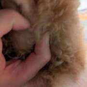 ヒメ日記 2025/04/20 20:44 投稿 蒼井アンナ 彩タマンサ（埼玉ハレ系）