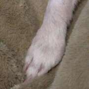 ヒメ日記 2025/05/31 17:39 投稿 蒼井アンナ 彩タマンサ（埼玉ハレ系）