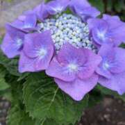 ヒメ日記 2025/06/02 09:27 投稿 蒼井アンナ 彩タマンサ（埼玉ハレ系）