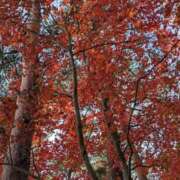 ヒメ日記 2025/11/17 17:25 投稿 蒼井アンナ 彩タマンサ（埼玉ハレ系）