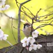 ヒメ日記 2025/04/13 20:35 投稿 みわ ぷるるん小町梅田店