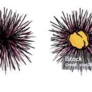 ヒメ日記 2025/10/03 16:19 投稿 さくら アバンチュール（難波）