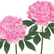 ヒメ日記 2025/11/20 20:14 投稿 さくら アバンチュール（難波）