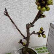 ヒメ日記 2025/03/21 22:32 投稿 あやな 熟女の風俗最終章 池袋店