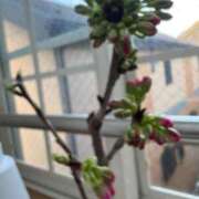 ヒメ日記 2025/03/26 06:53 投稿 あやな 熟女の風俗最終章 池袋店