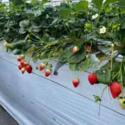 ヒメ日記 2025/04/08 18:23 投稿 あやな 熟女の風俗最終章 池袋店