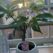 ヒメ日記 2025/04/09 06:37 投稿 あやな 熟女の風俗最終章 池袋店