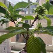 ヒメ日記 2025/04/10 07:52 投稿 あやな 熟女の風俗最終章 池袋店