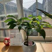 ヒメ日記 2025/04/19 15:28 投稿 あやな 熟女の風俗最終章 池袋店