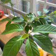 ヒメ日記 2025/05/11 15:22 投稿 あやな 熟女の風俗最終章 池袋店