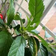 ヒメ日記 2025/05/17 06:52 投稿 あやな 熟女の風俗最終章 池袋店