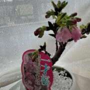 ヒメ日記 2026/03/28 22:02 投稿 あやな 熟女の風俗最終章 池袋店