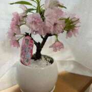 ヒメ日記 2026/04/03 14:12 投稿 あやな 熟女の風俗最終章 池袋店