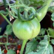 ヒメ日記 2025/06/04 18:37 投稿 松風　凛 魅惑の官能アロマエステ　Eureka！八王子 ～エウレカ！～