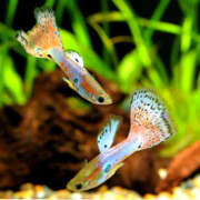 ヒメ日記 2025/11/28 18:30 投稿 松風　凛 魅惑の官能アロマエステ　Eureka！八王子 ～エウレカ！～