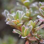 ヒメ日記 2024/12/13 11:42 投稿 矢沢 熟女待機所 厚木店