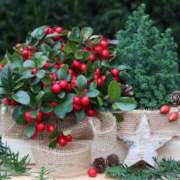 ヒメ日記 2024/12/14 10:57 投稿 矢沢 熟女待機所 厚木店