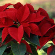 ヒメ日記 2024/12/23 11:01 投稿 矢沢 熟女待機所 厚木店