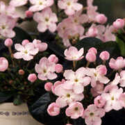 ヒメ日記 2024/12/27 11:52 投稿 矢沢 熟女待機所 厚木店