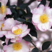 ヒメ日記 2024/12/28 10:46 投稿 矢沢 熟女待機所 厚木店