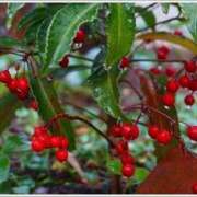 ヒメ日記 2025/01/06 11:59 投稿 矢沢 熟女待機所 厚木店