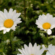 ヒメ日記 2025/01/07 11:33 投稿 矢沢 熟女待機所 厚木店