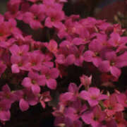 ヒメ日記 2025/01/08 11:21 投稿 矢沢 熟女待機所 厚木店