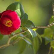 ヒメ日記 2025/01/11 10:22 投稿 矢沢 熟女待機所 厚木店