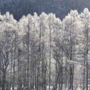 ヒメ日記 2025/01/16 11:04 投稿 矢沢 熟女待機所 厚木店