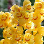 ヒメ日記 2025/01/17 12:41 投稿 矢沢 熟女待機所 厚木店