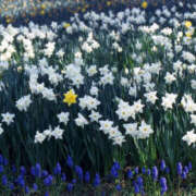 ヒメ日記 2025/01/22 11:39 投稿 矢沢 熟女待機所 厚木店