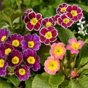 ヒメ日記 2025/01/23 10:55 投稿 矢沢 熟女待機所 厚木店