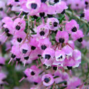 ヒメ日記 2025/02/06 11:41 投稿 矢沢 熟女待機所 厚木店