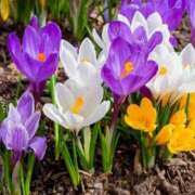 ヒメ日記 2025/02/07 10:40 投稿 矢沢 熟女待機所 厚木店