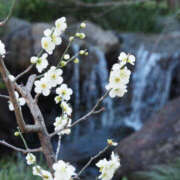 ヒメ日記 2025/02/19 10:41 投稿 矢沢 熟女待機所 厚木店