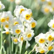 ヒメ日記 2025/02/20 10:49 投稿 矢沢 熟女待機所 厚木店