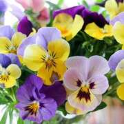 ヒメ日記 2025/02/21 11:45 投稿 矢沢 熟女待機所 厚木店