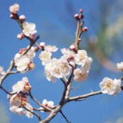 ヒメ日記 2025/02/26 11:47 投稿 矢沢 熟女待機所 厚木店