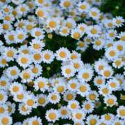 ヒメ日記 2025/02/28 10:48 投稿 矢沢 熟女待機所 厚木店