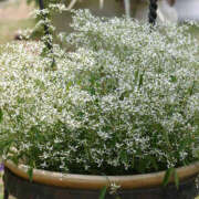 ヒメ日記 2025/03/06 11:37 投稿 矢沢 熟女待機所 厚木店