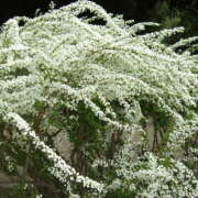 ヒメ日記 2025/03/09 10:45 投稿 矢沢 熟女待機所 厚木店