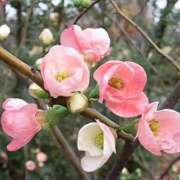 ヒメ日記 2025/03/14 10:30 投稿 矢沢 熟女待機所 厚木店