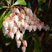 ヒメ日記 2025/03/15 10:48 投稿 矢沢 熟女待機所 厚木店