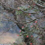 ヒメ日記 2025/03/19 11:23 投稿 矢沢 熟女待機所 厚木店