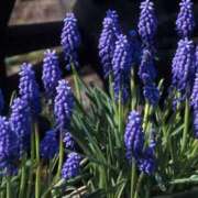 ヒメ日記 2025/03/22 10:23 投稿 矢沢 熟女待機所 厚木店